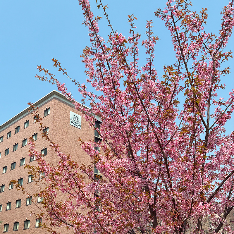 関西大学千里山キャンパスの桜