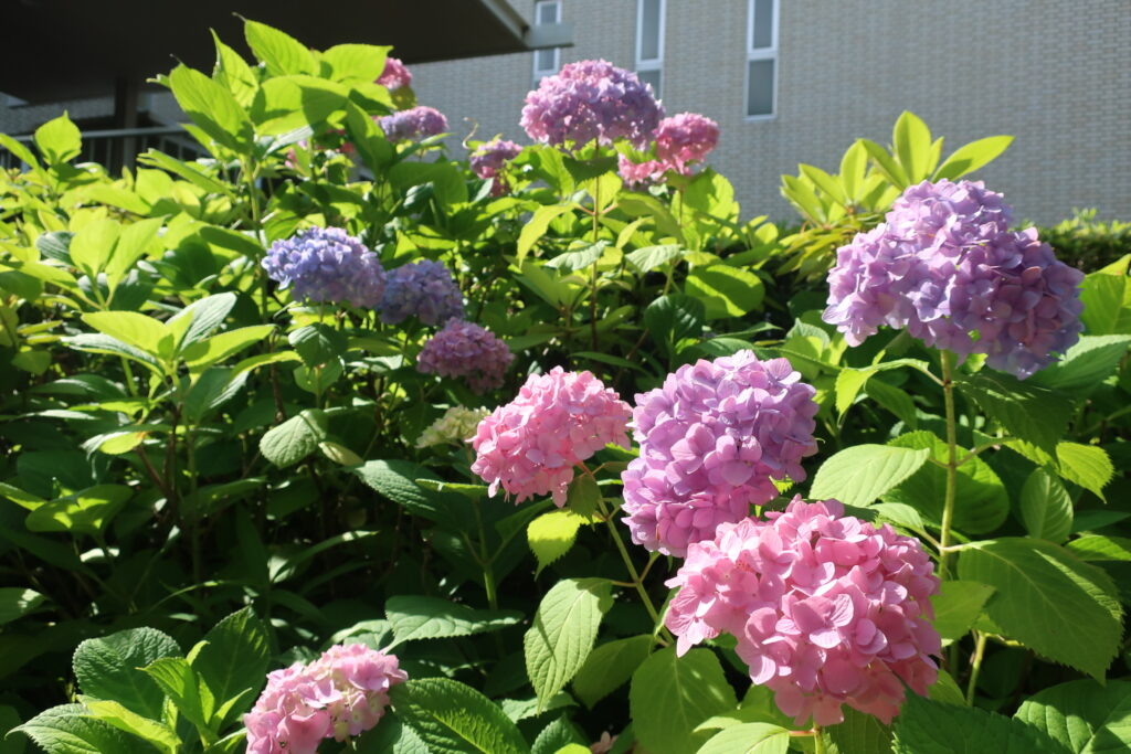 第三学舎前の満開のアジサイ