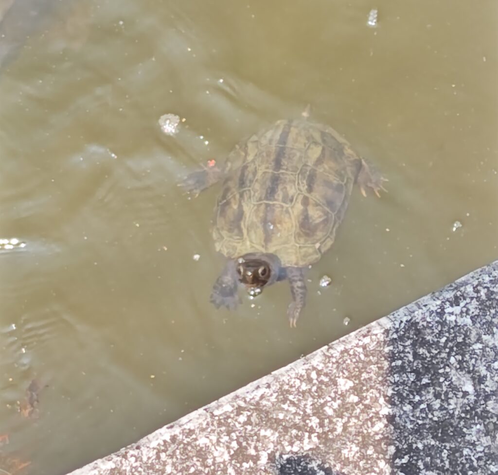 千里の万博記念公園内の日本庭園の池で亀がぽたぽたと泳いで近づいてきた