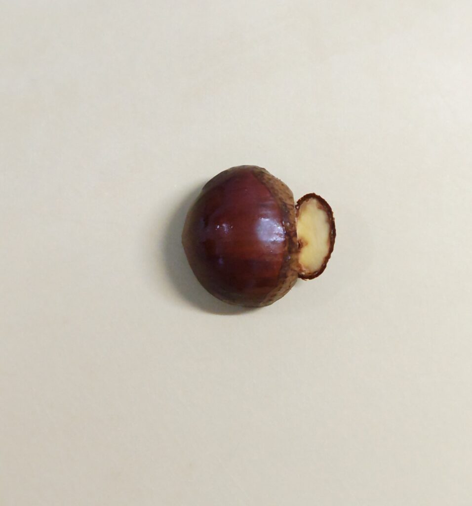 ベージュのまな板の上に、生栗がひとつ置かれています。生栗の底部分が、少しカットされた状態です。
